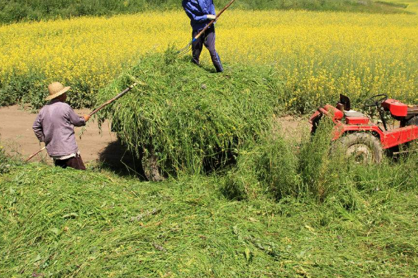 养鹅牧草