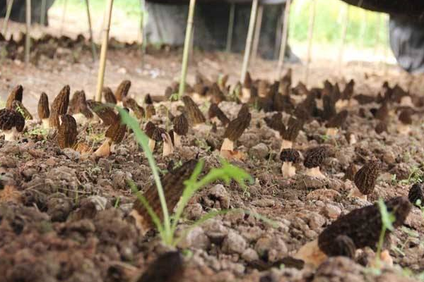 羊肚菌种植方法