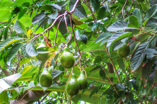 牛油果种植方法