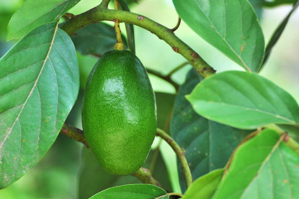 牛油果种植方法