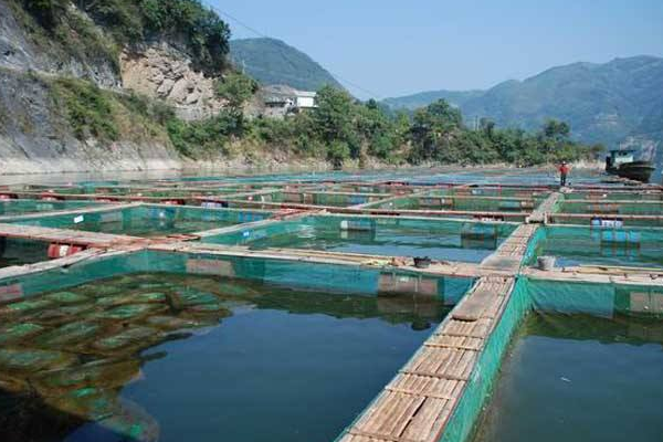 海水网箱养鱼的喂食