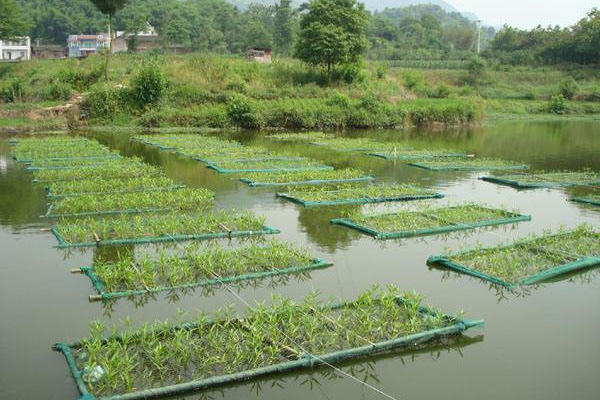 池塘鱼品种选择