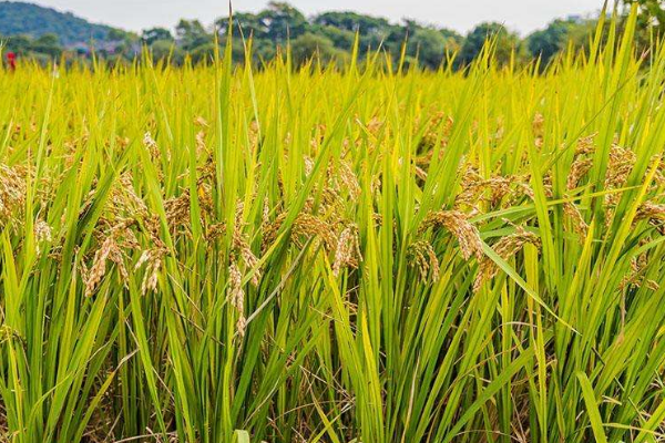 超高产水稻土壤改良技术