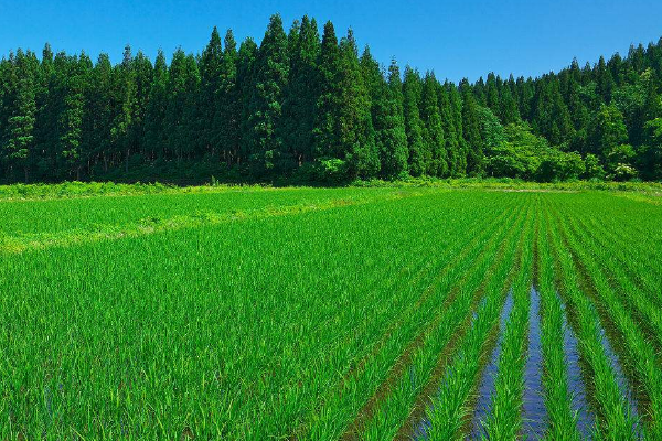 水稻田牛筋草的防治方法