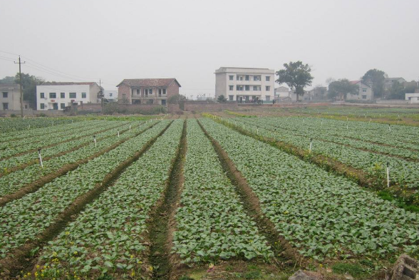 白菜在莲座期间怎样管理？