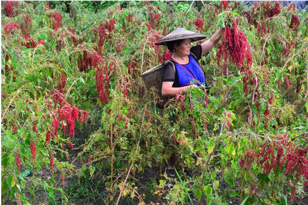 藜麦高产种植技术合理密植