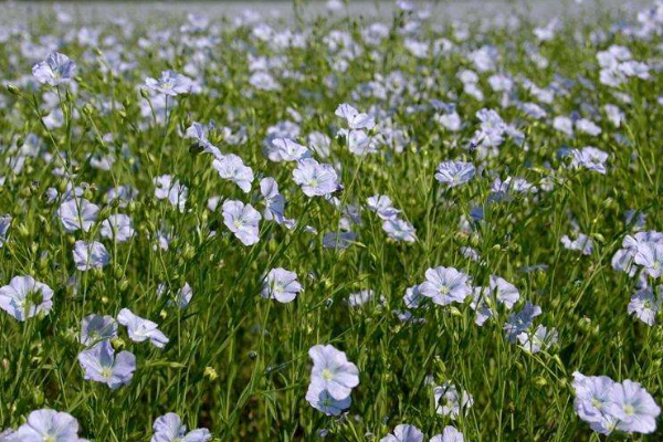 亚麻种植的田间管理