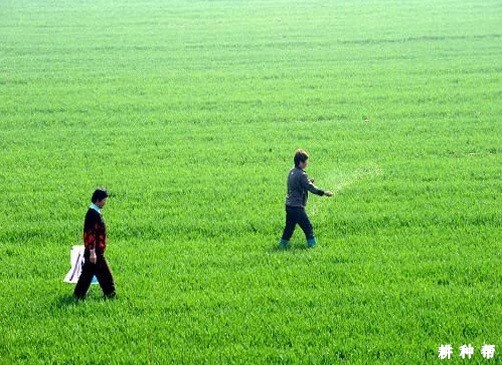 小麦施肥有什么特点？