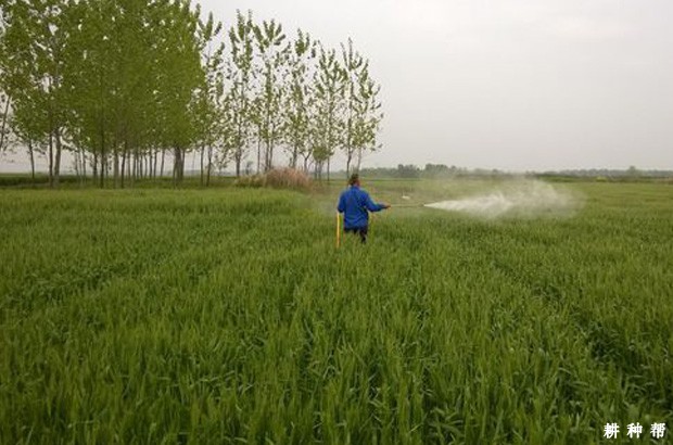 小麦怎样防御干热风？