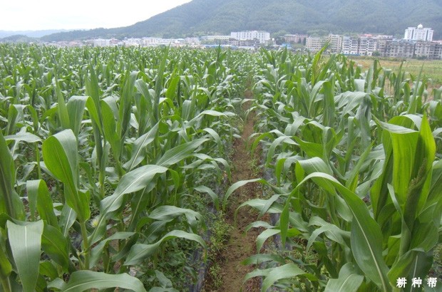 中国玉米种植分布是怎样？