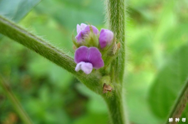 大豆花芽分化需要什么条件？