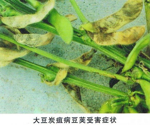 大豆炭疽病怎样防治？