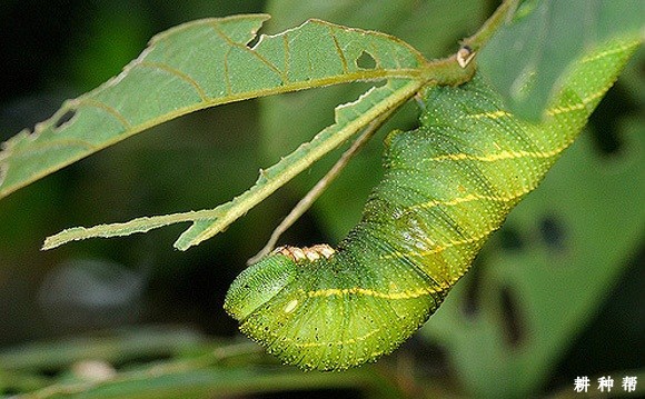 种植大豆如何防治豆天蛾？