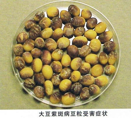 怎样防治大豆紫斑病？