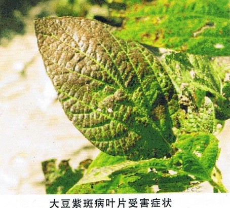 怎样防治大豆紫斑病？