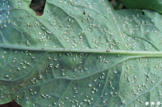 大豆烟粉虱怎样防治？