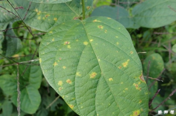 大豆霜霉病怎样防治？