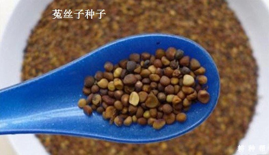 大豆菟丝子怎样防治？