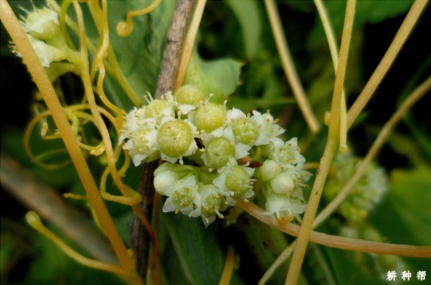 大豆菟丝子怎样防治？