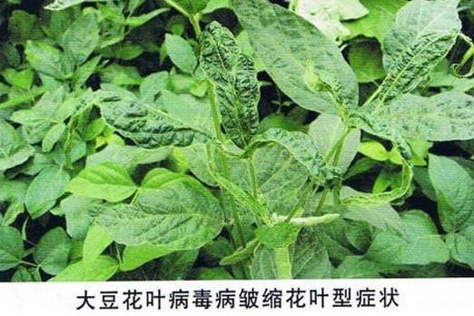 大豆花叶病毒病如何防治？