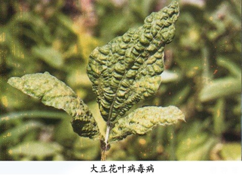 大豆花叶病毒病如何防治？