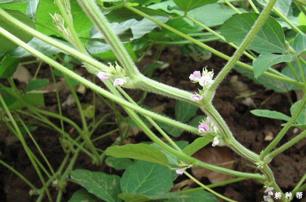 大豆花荚脱落原因是什么？