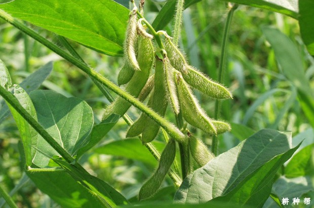 大豆结荚到成熟需要多长时间？