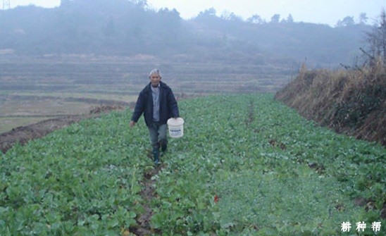 种植大豆如何追肥？