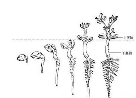 花生种子发芽需要什么条件？