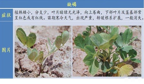 花生缺素会怎么样？