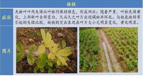 花生缺素会怎么样？