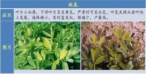 花生缺素会怎么样？