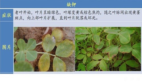 花生缺素会怎么样？