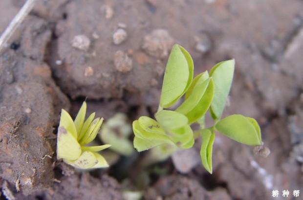 花生的种植条件是什么？