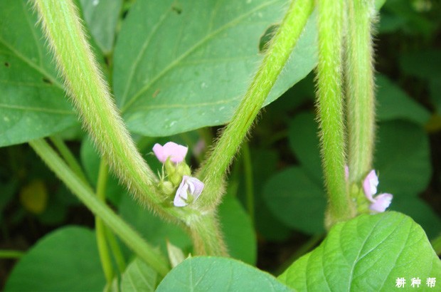 种植大豆可以使用哪些植物生长调节剂？