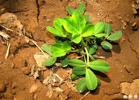 种植花生什么时候浇水好？