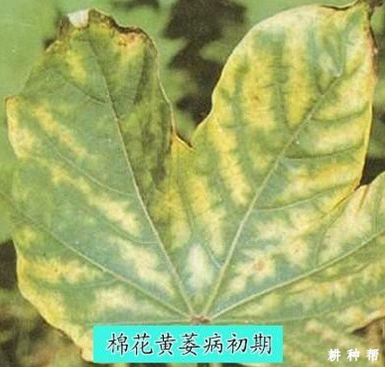 棉花黄萎病怎么治疗？