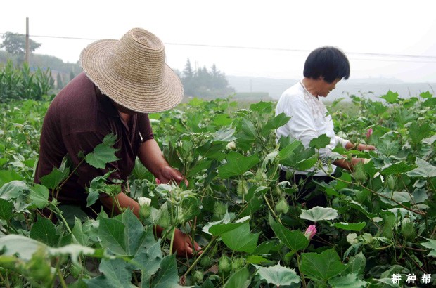 棉花整枝有几种方法？