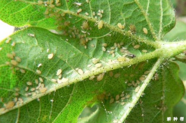 种植棉花如何防治棉蚜？