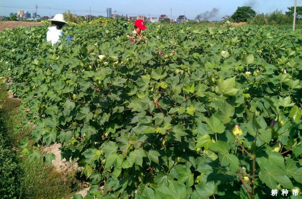 种植棉花什么时候需要施肥？