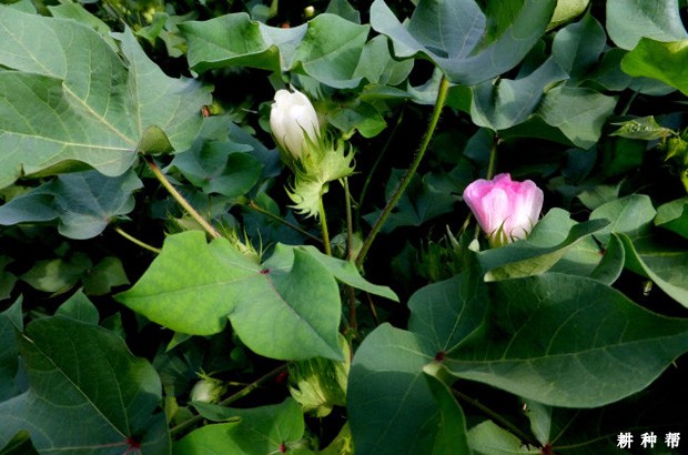 种植棉花什么时候需要施肥？