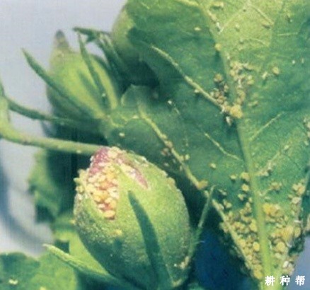 种植棉花如何防治棉蚜？