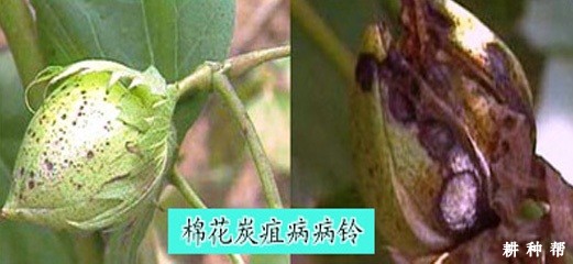 棉花炭疽病如何防治？