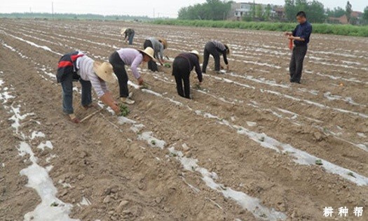 用什么方法能缩短棉花缓苗期？