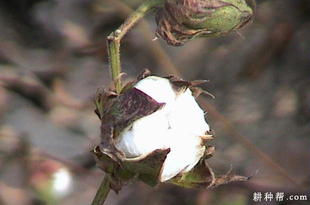 棉花吐絮期如何管理？