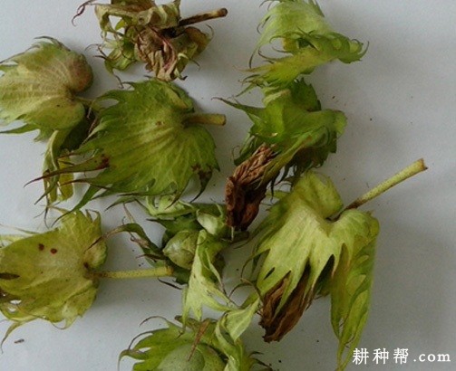 如何防治棉花蕾铃脱落？