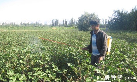 棉花花铃期打什么药化控？