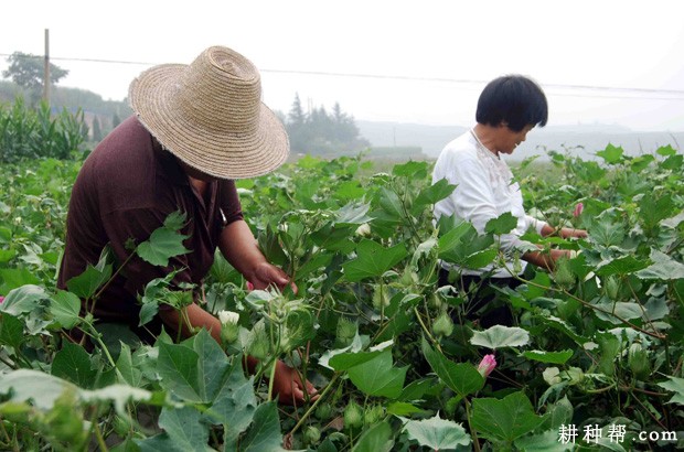 棉花花铃期如何管理？