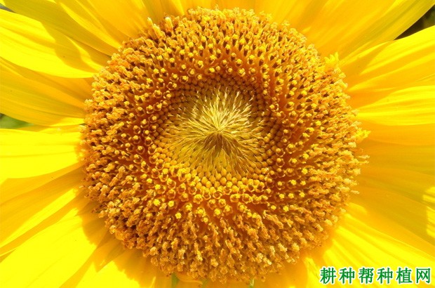 向日葵的花语是什么？