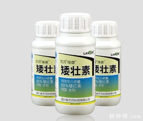 棉花化控用什么药好？